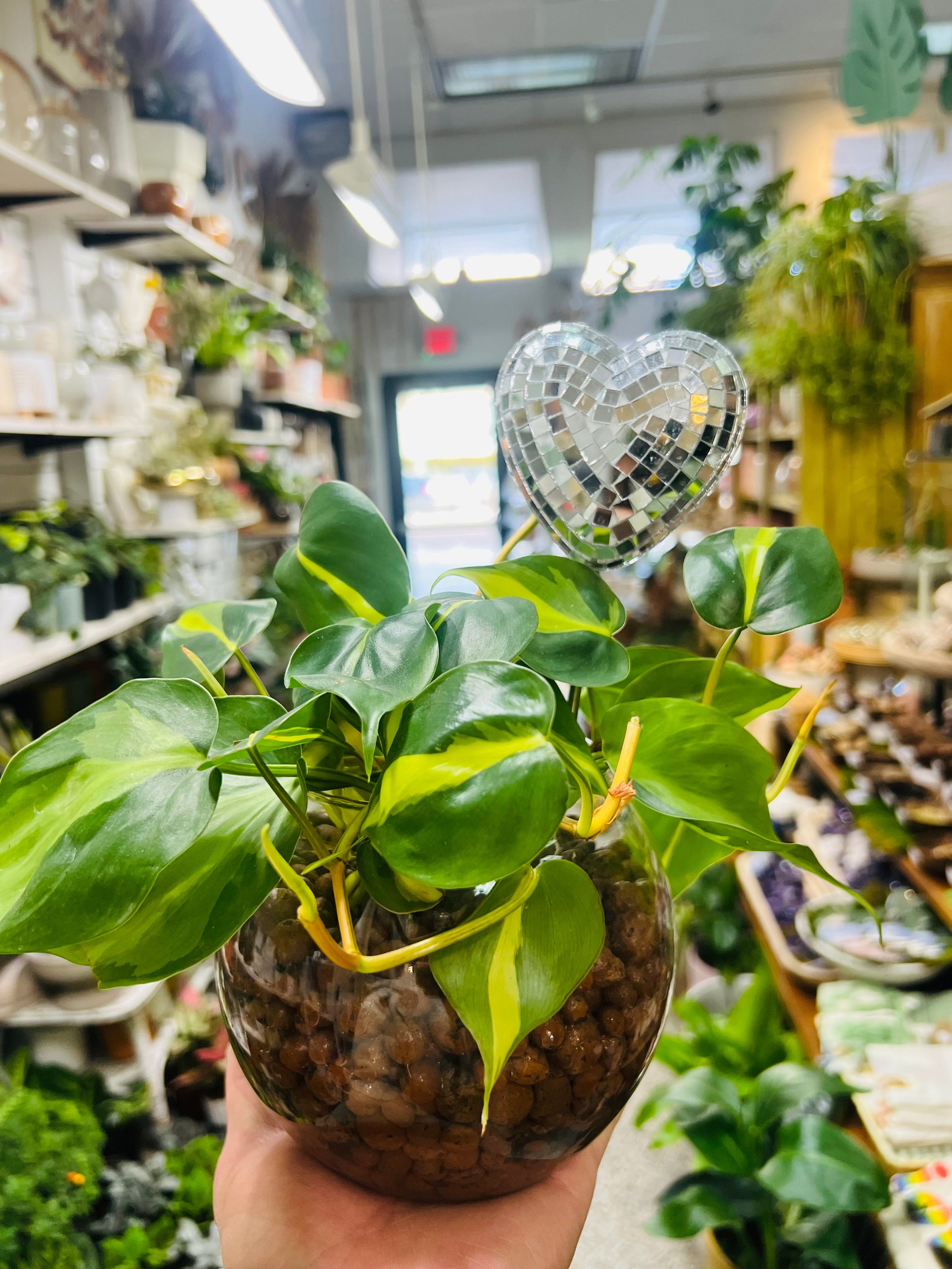 Heart leaf philodendron in leca | My Site