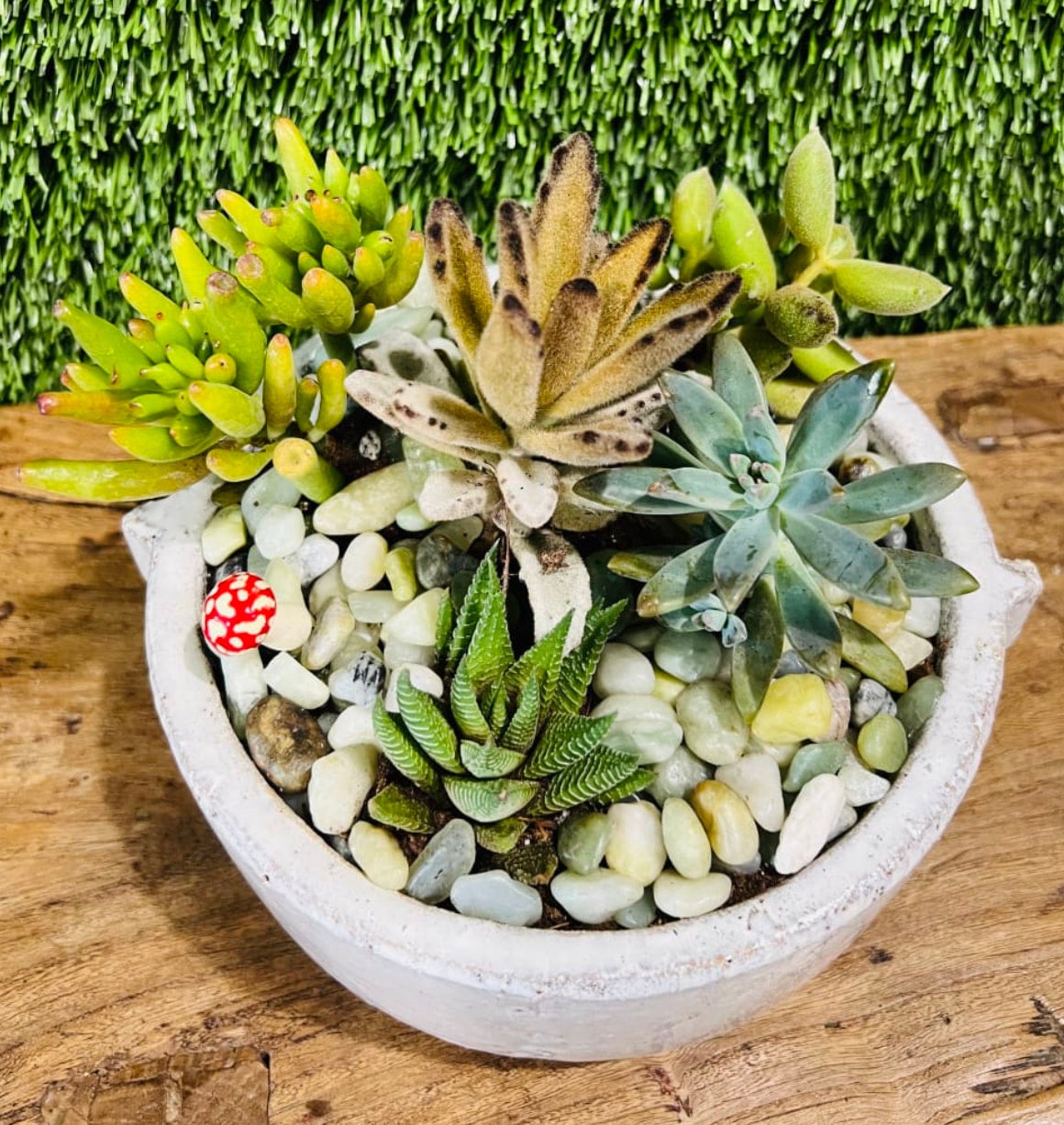 芸能人愛用アイテム特集 Succulent Site My | Garden パーツ